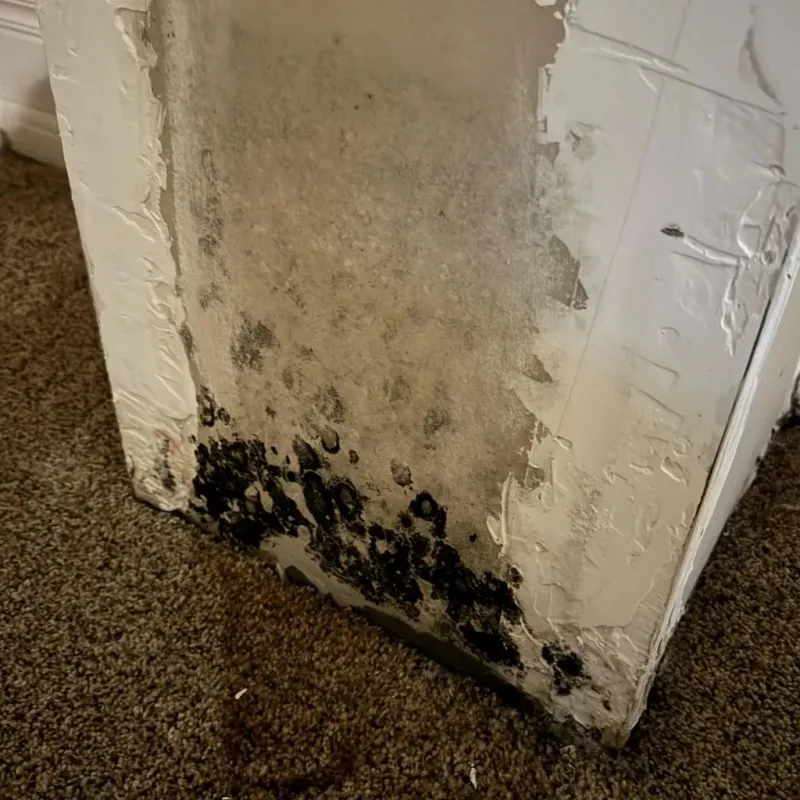 Professional Mold Removal in City of Poquoson, VA